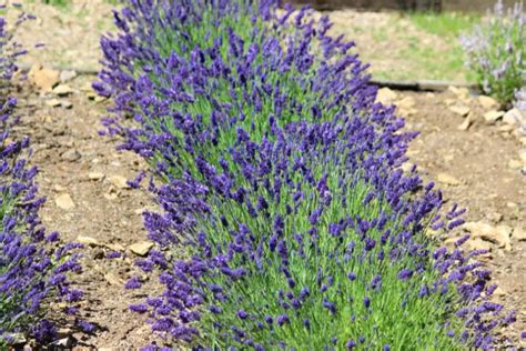 hoeveel lavendel per meter